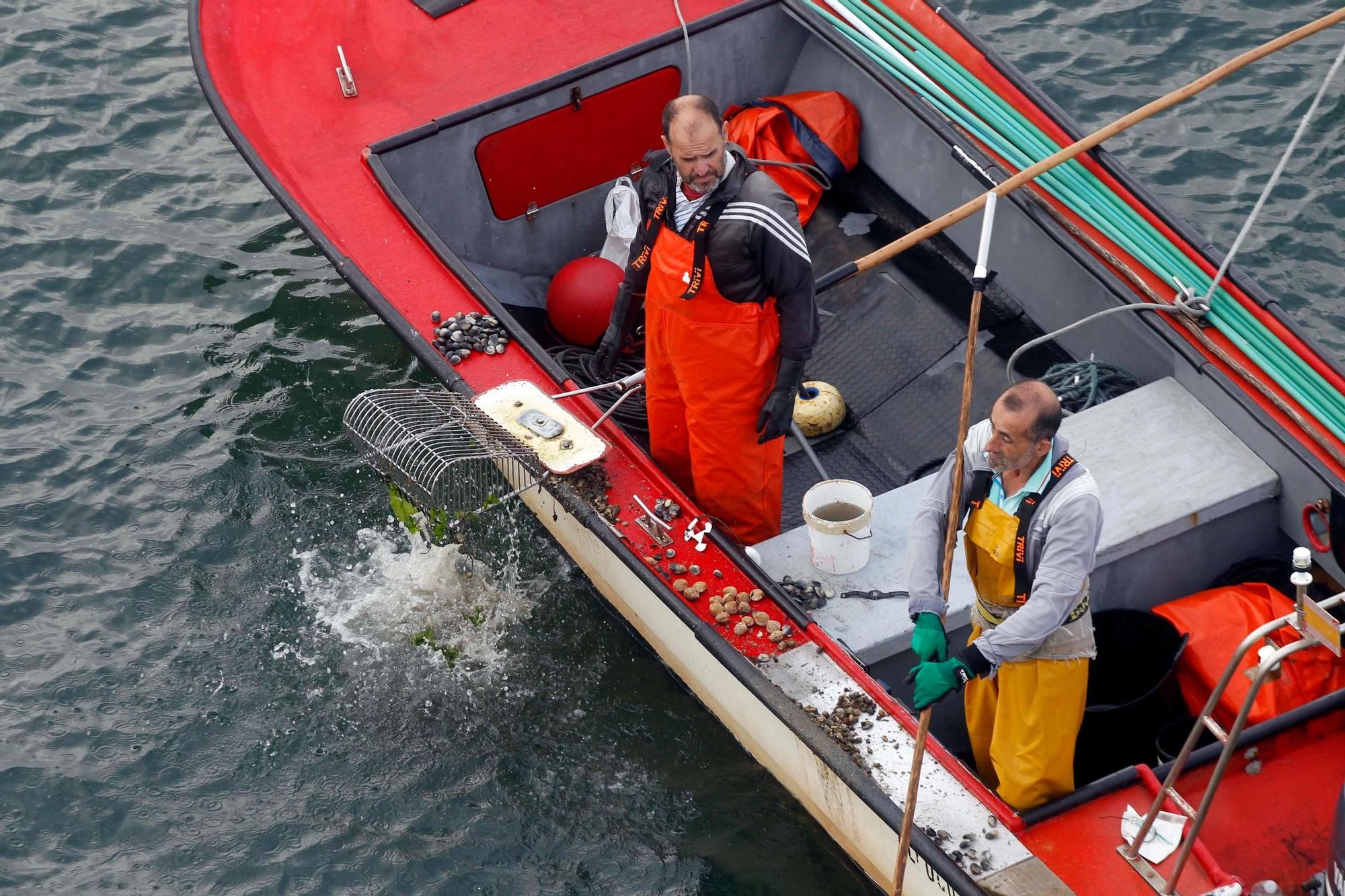 Así comenzó otra preocupante y desconsoladora campaña para el libre marisqueo en Arousa.