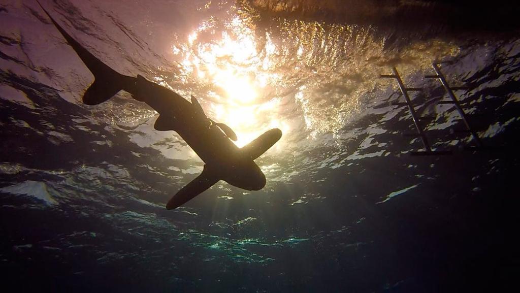 Elena ha nadado entre tiburones en Maldivas.