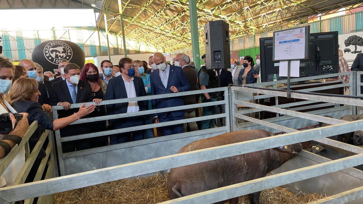 Santiago Malpica, comisario de la feria, muestra un verraco en la nave de porcino ibérico.