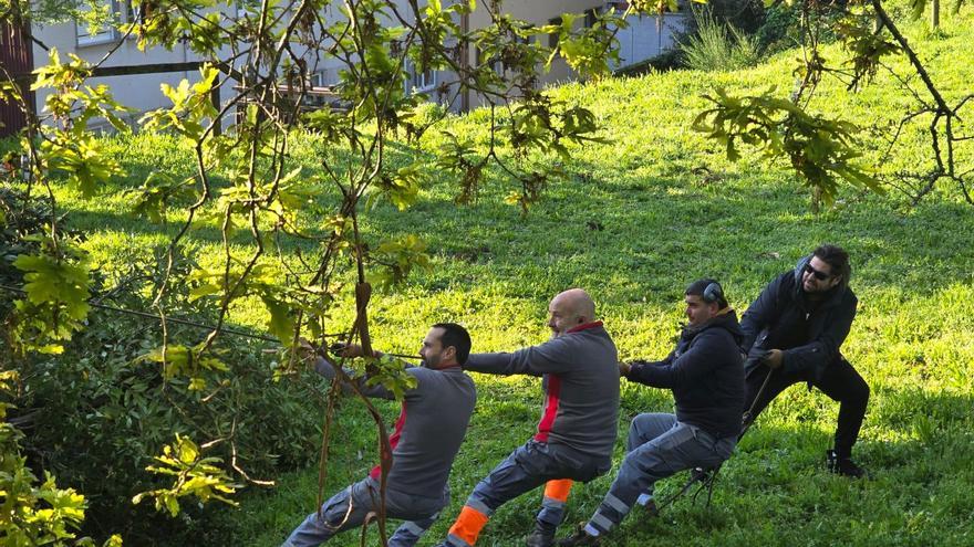 La ausencia de temporales permite retomar la tala de seguridad del Parque Valdés Bermejo