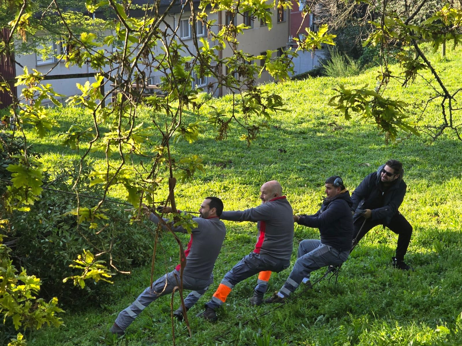 Los operarios municipales retomaron la tala de seguridad en el Parque Botánico Enrique Valdés Bermejo.