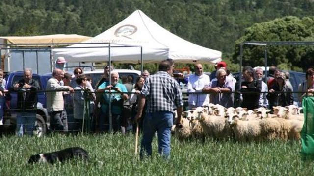 Armand Flaujat gana el concurso de perros pastores