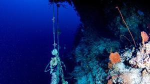 Un trozo de cuerda a 100 metros de profundidad en las aguas de Palau, en Oceanía.