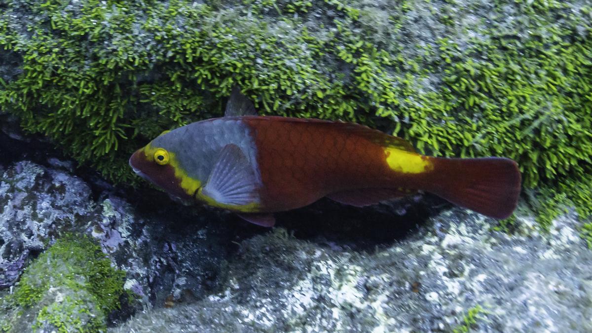 Hembra de vieja colorada.