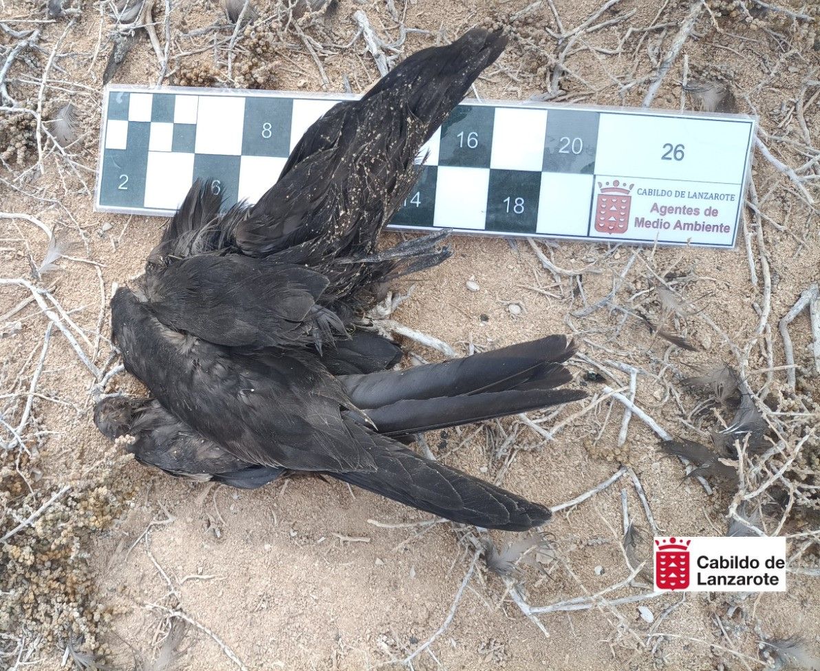 Gatos callejeros acaban con 17 ejemplares de Petrel de Bulwer en Lanzarote