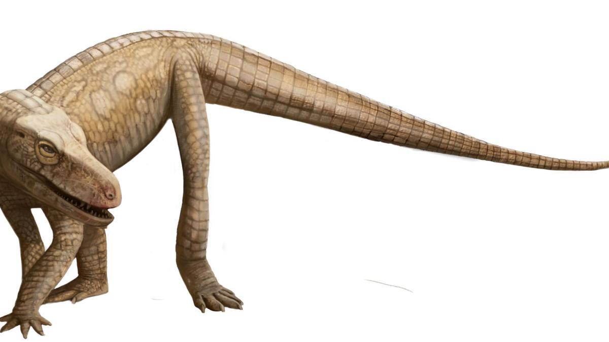 Parvosuchus aurelioi, el 'cocodrilo' de hace 237 millones de años descubierto en Brasil