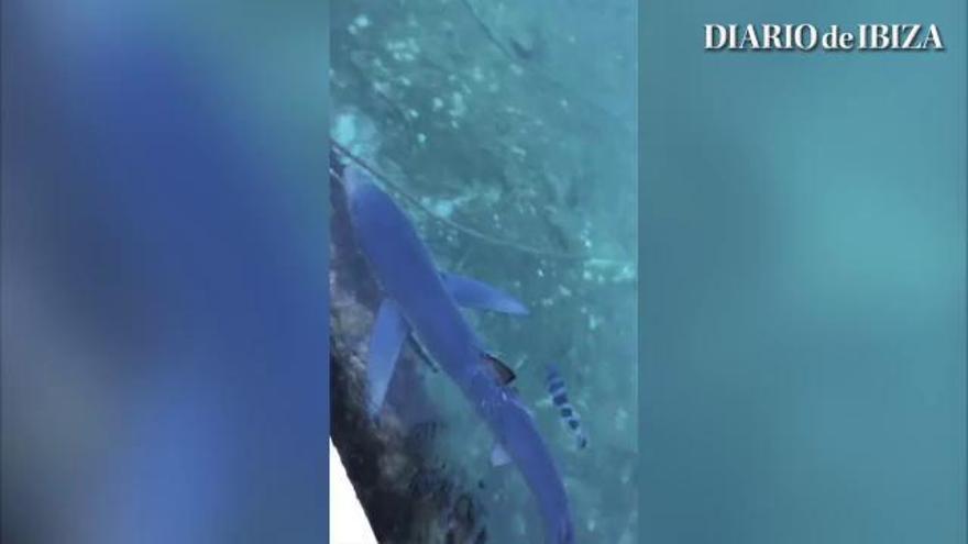 Un tiburón azul entra en el puerto de Formentera