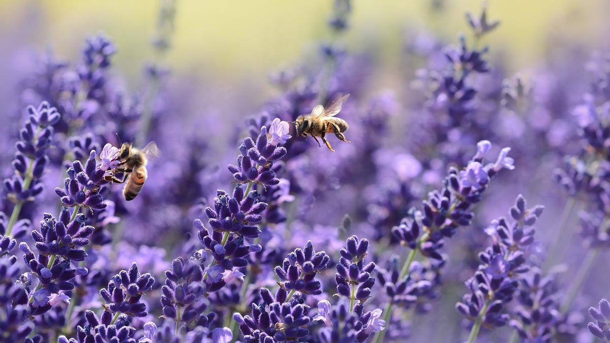 Abejas sobre flores de lavanda.