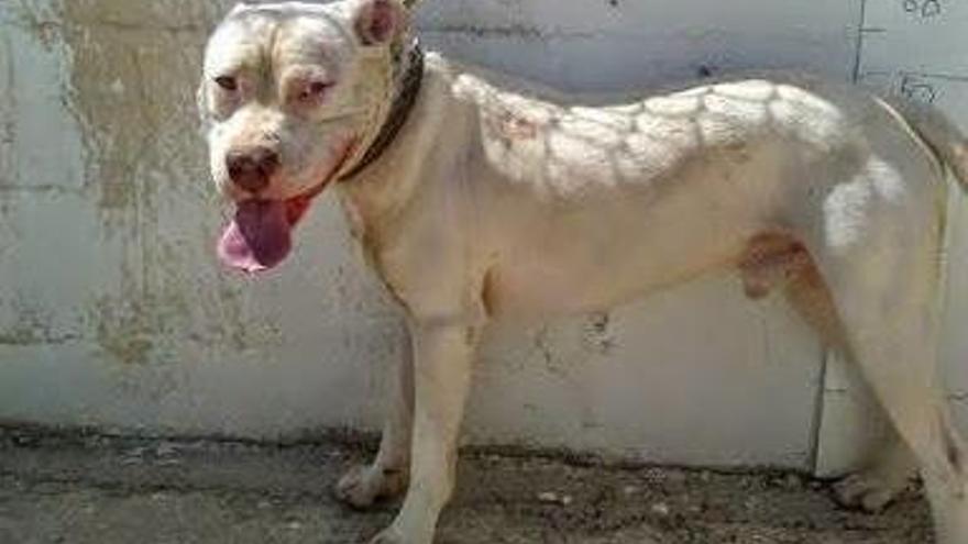 Dieser Hund wurde in der Hundeauffangstation in Inca gestohlen