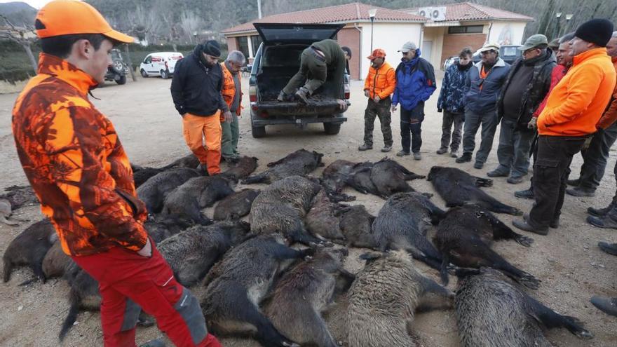 El final d&#039;una batuda de senglars a Rocacorba, en una imatge d&#039;arxiu.