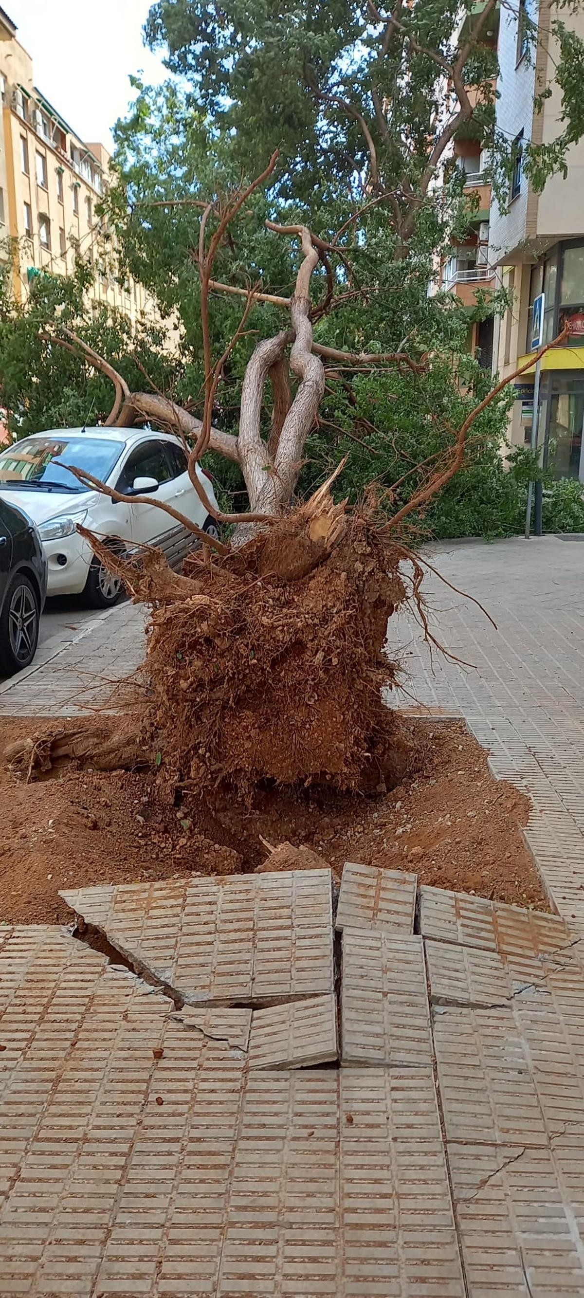 La violencia de las fuertes rachas ha arrancado la planta de raíz.