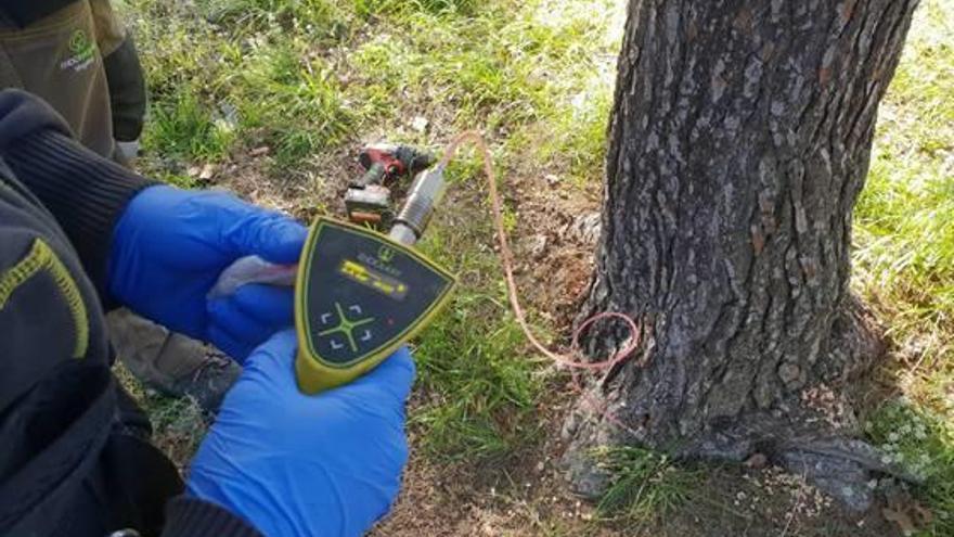 Un técnico inyecta el tratamiento en el interior del árbol.