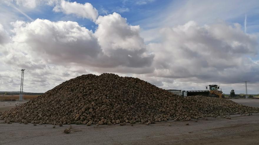 La remolacha pendiente de arrancar en Toro será molturada en La Bañeza