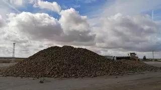 Organizaciones agrarias temen por el incierto futuro de la remolacha tras la reestructuración de Azucarera