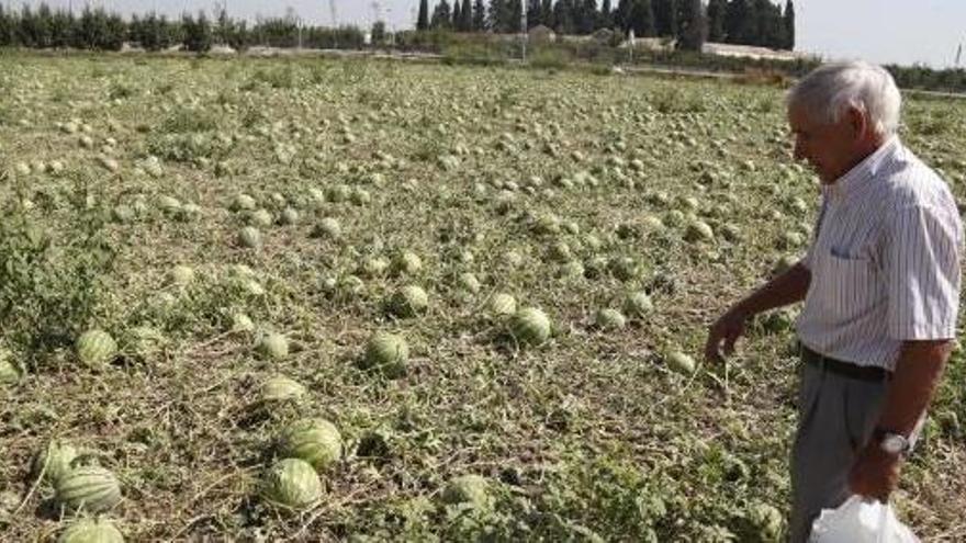 El granizo mermará hasta un tercio la producción de caqui y recortará el empleo