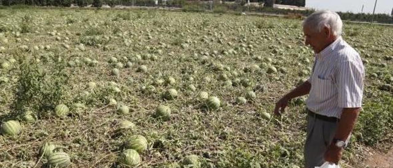 Un agricultor de Guadassuar ante un campo de sandías «planchado» por el pedrisco.