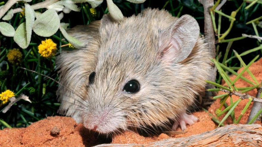 Encuentran un ratón australiano que se creía extinto.