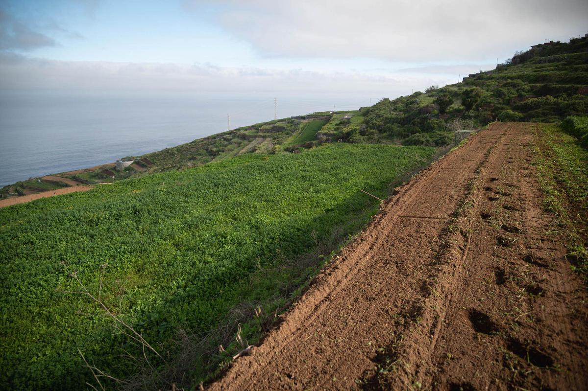 Manuel Reyes, presidente de la Cooperativa Las Medianías de San Juan de la Rambla