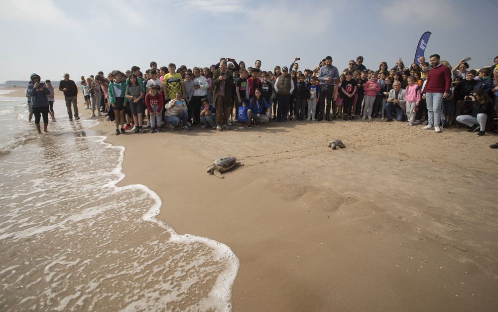 Suelta de tortugas en la playa del Port de Sagunt