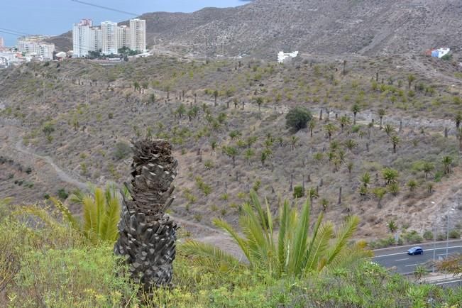 PALMERAL ENFERMO EN EL LAZO Y EL FONDILLO