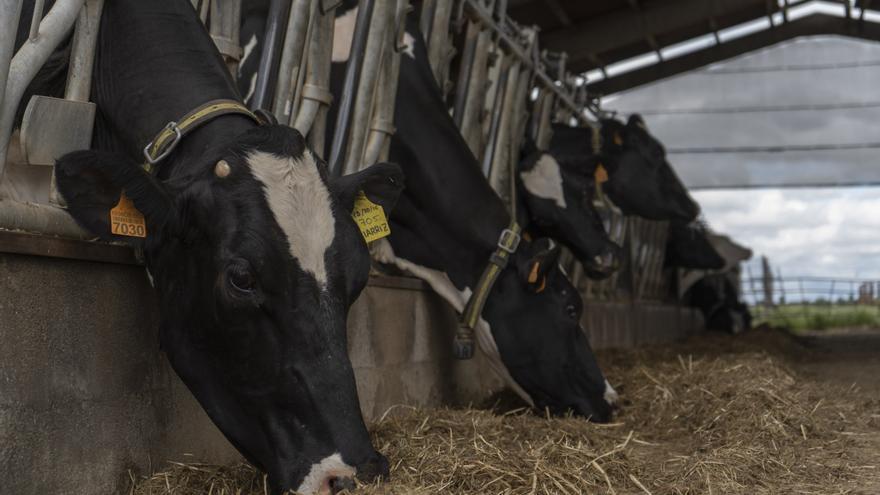 Nueva alerta de los ganaderos de vacuno por bajada de la leche