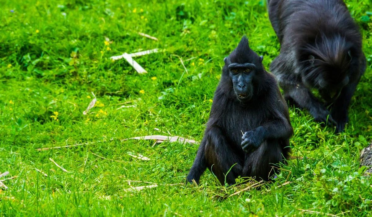 El hallazgo de los científicos echa por tierra las anteriores hipótesis