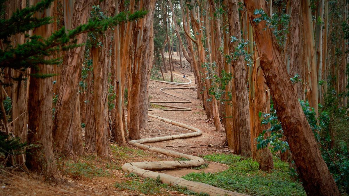 The Woodline, Andy Goldsworthy