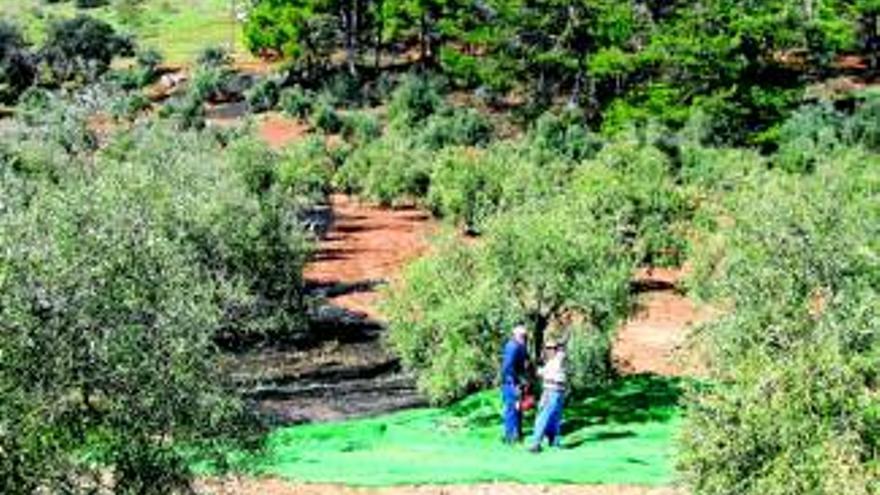 La cosecha de aceituna cae un 65% respecto al año anterior