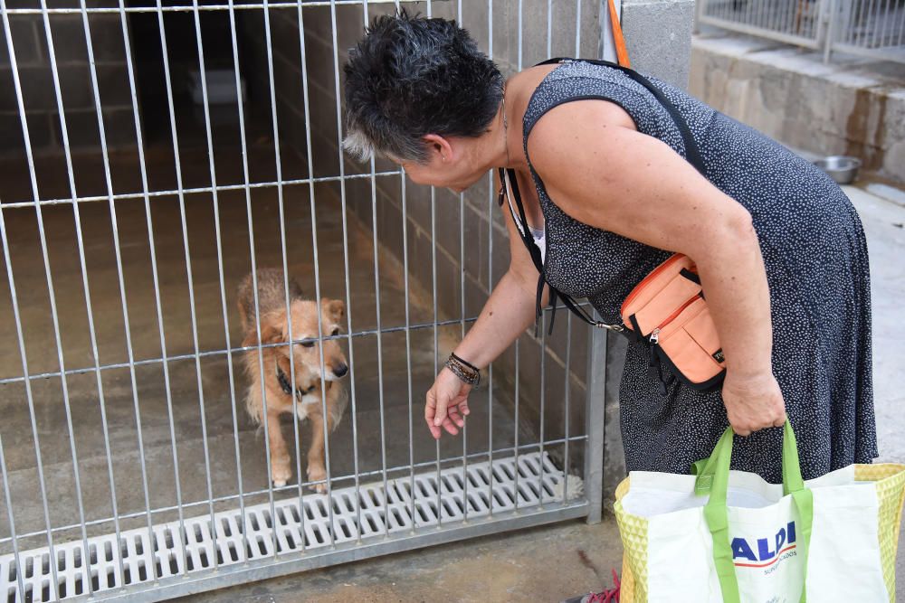 El nombre de gossos adoptats a Manresa cau el 38% i augmenten els gats trobats al carrer