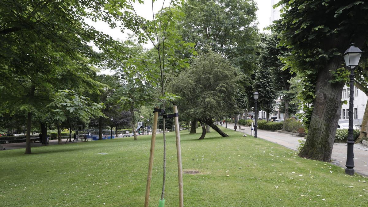 Árboles en el Campo San Francisco.