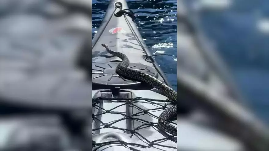VÍDEO | Una serpiente sorprende a un grupo de excursionistas en Kayak en Mallorca