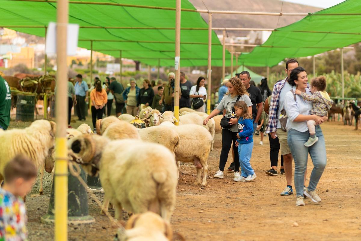 Llega el primer gran fin de semana de las Fiestas de Santiago de Gáldar Llega el primer gran fin de semana de las Fiestas de Santiago de Gáldar