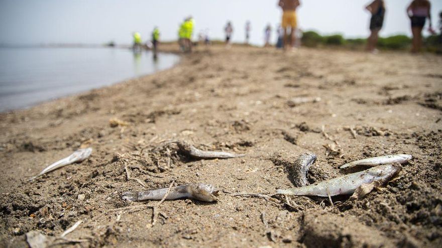 Peces muertos en el Mar Menor.