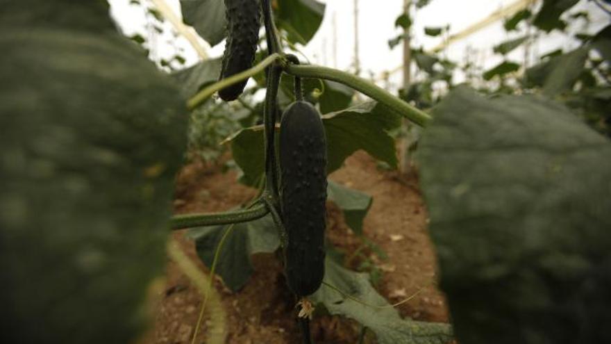 Pepinos de la productora malagueña.