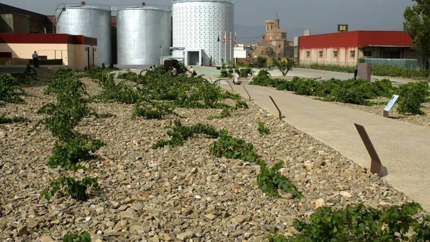 Bodegas San Valero tendrá vino ecológico dentro de tres años