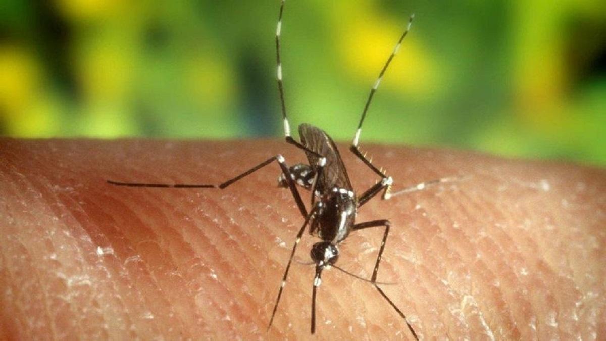 Mosquito transmisor del virus del Nilo.