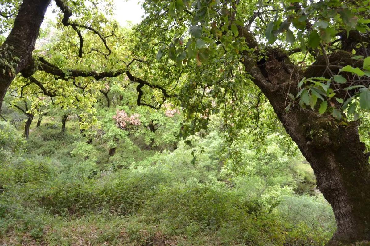 Bosque de La Sauceda, el paraje natural en el que se pueden ver ciervos y buitres entre alcornoques