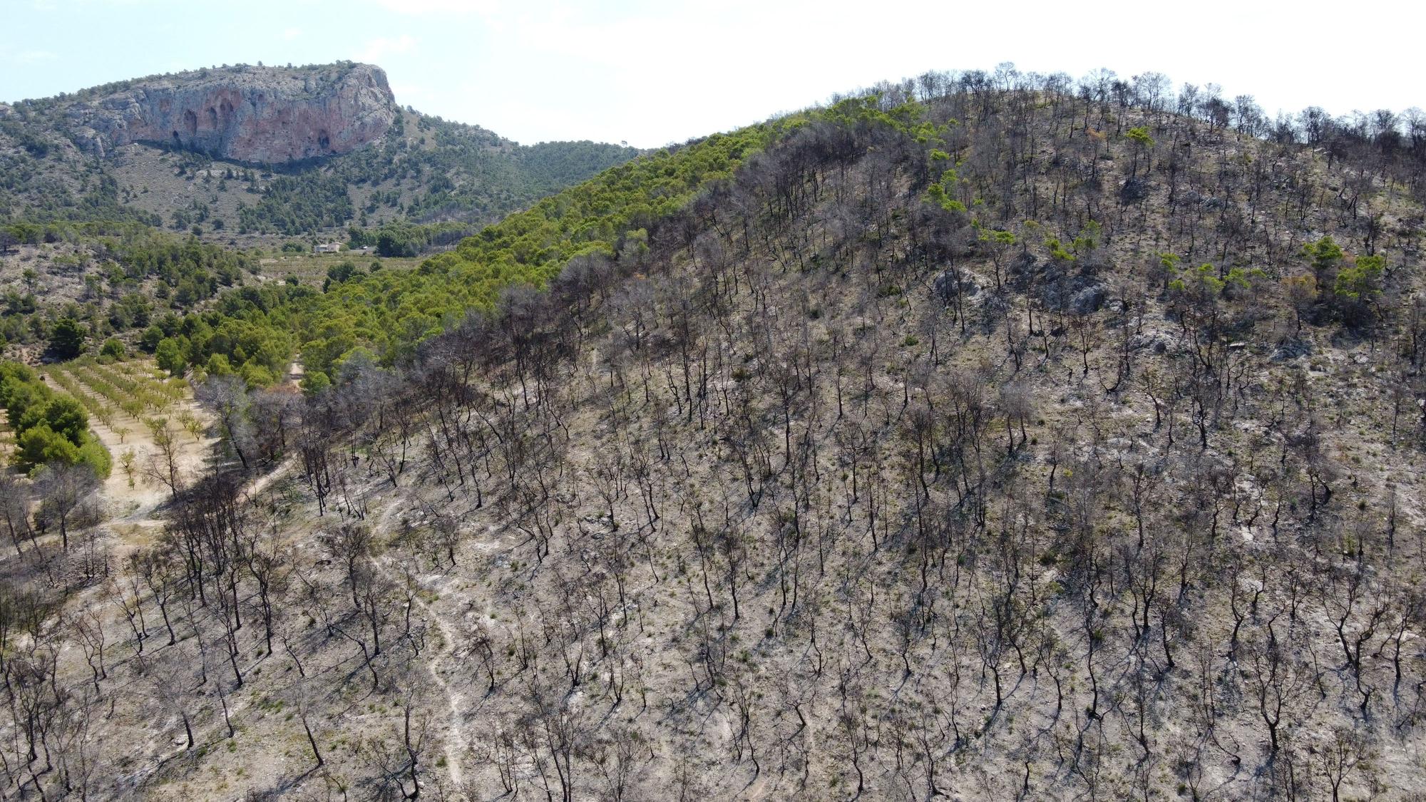 Un año después del incendio forestal en la sierra de la Zafra y Las Pedrizas de Monóvar la zona presenta un aspecto desolador