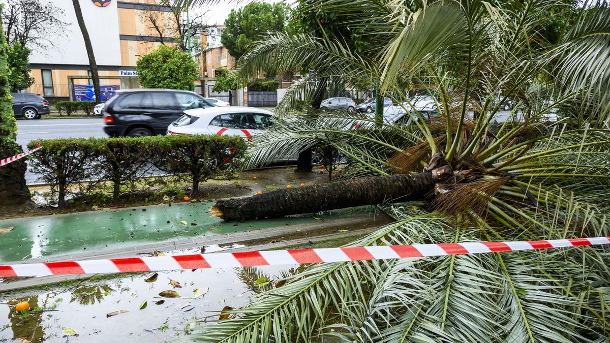 Árboles caídos en la avenida de La Palmera tras el paso de la borrasca Leonardo.