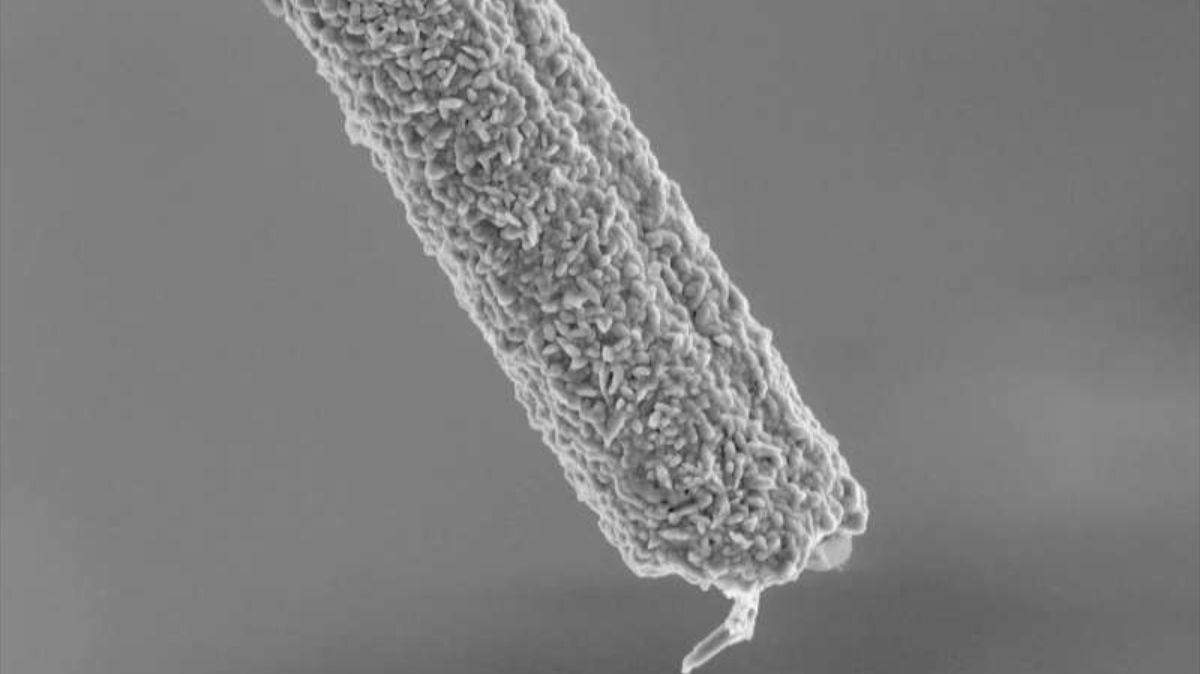 Una fibra de carbono recubierta de diamante bajo un microscopio electrónico: la innovación mejora la durabilidad y precisión de los implantes neuronales destinados a estimular la médula espinal.