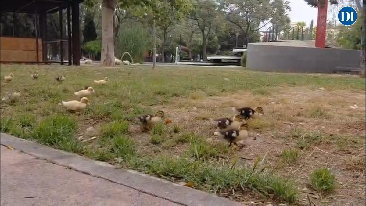 Una nueva anidada de patos en el Parque de la Paz de Ibiza.
