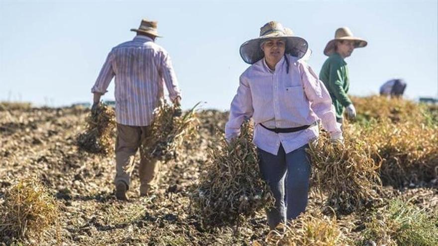 Imagen de archivo de una mujer trabajando en el campo.