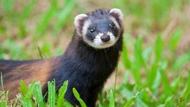 El turó, un petit carnívor en perill d'extinció.