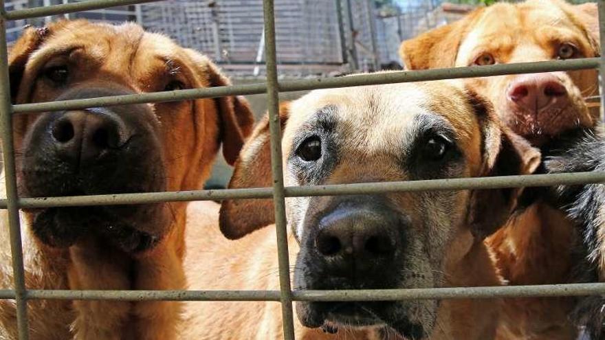 Varios perros abandonados, en una perrera.