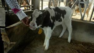 Un ternerito nacido por inseminación artificial  en Catalunya, en una imagen de archivo.