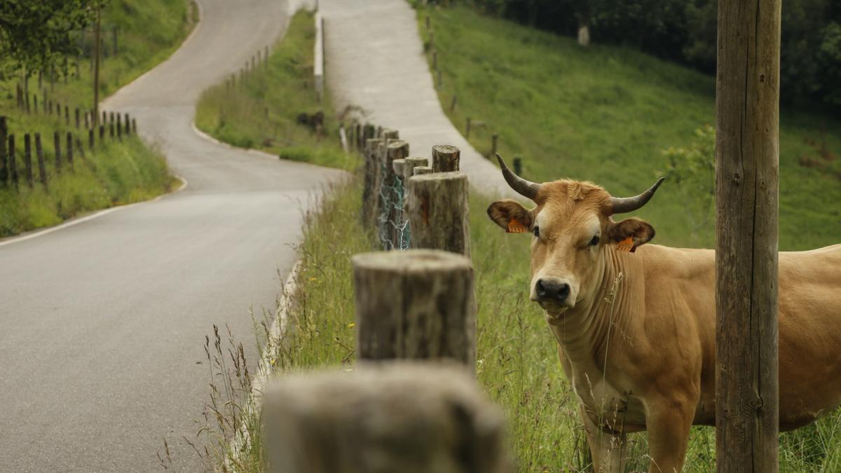 Una vaca en la ruta de San Martín de Huerces.