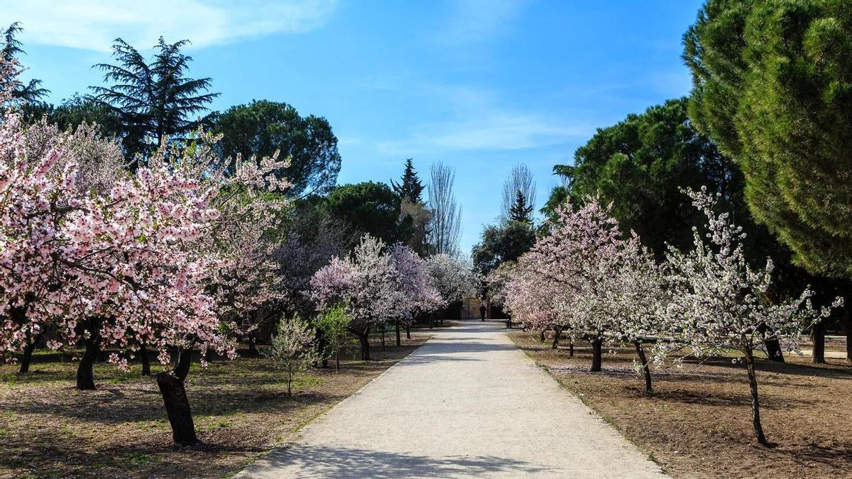 Los almendros de la Quinta de los Molinos anuncian la llegada de la primavera a Madrid