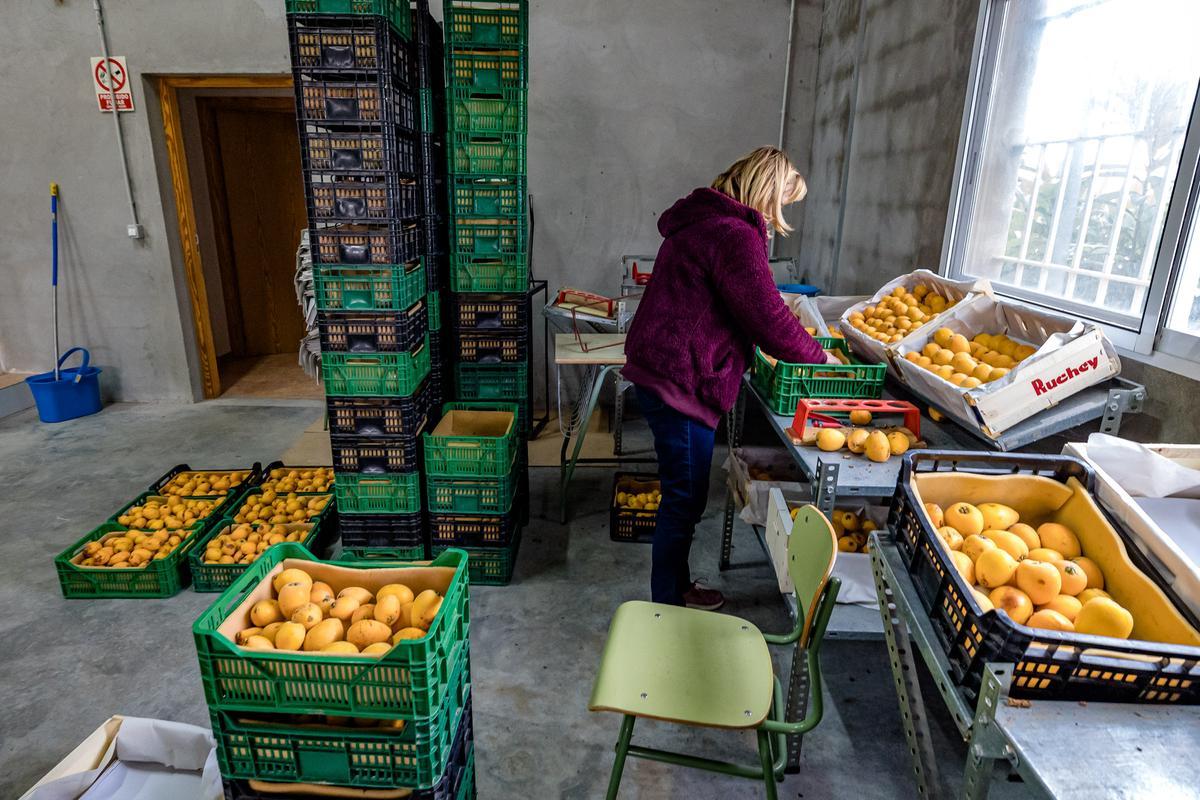 La lluvia echa a perder entre el 20 y el 25% de la cosecha de nísperos y los agricultores no cobrarán el seguro.