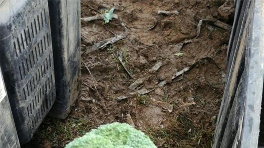 El brócoli extremeño se cuadriplica en la última década