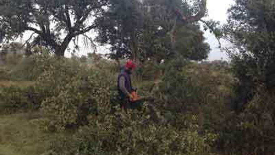 Un joven entregado a la tarea de podar y limpiar una finca de encinas en Sayago.